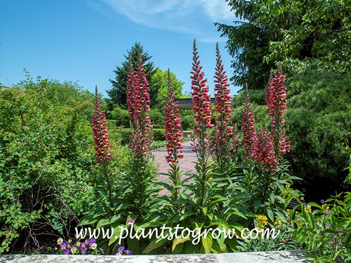 Foxlight Ruby Foxglove (Digitalis x valinii)